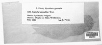Septoria lysimachiae image